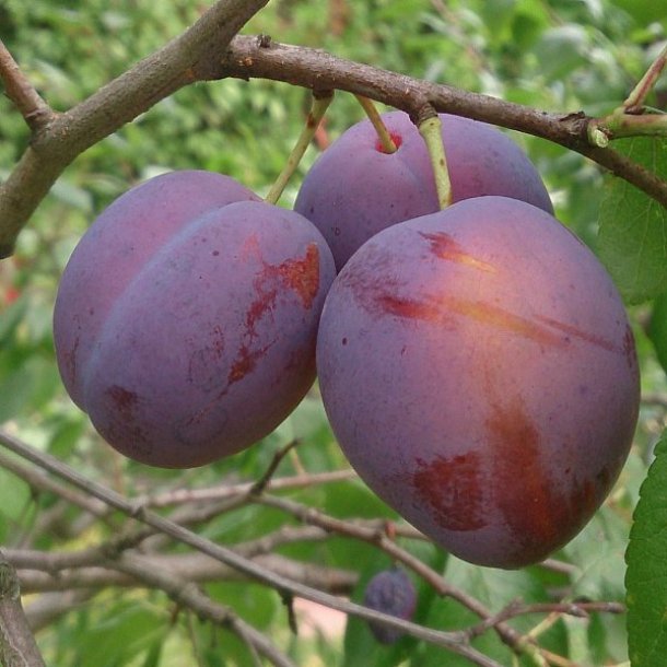 Слива домашняя Этюд